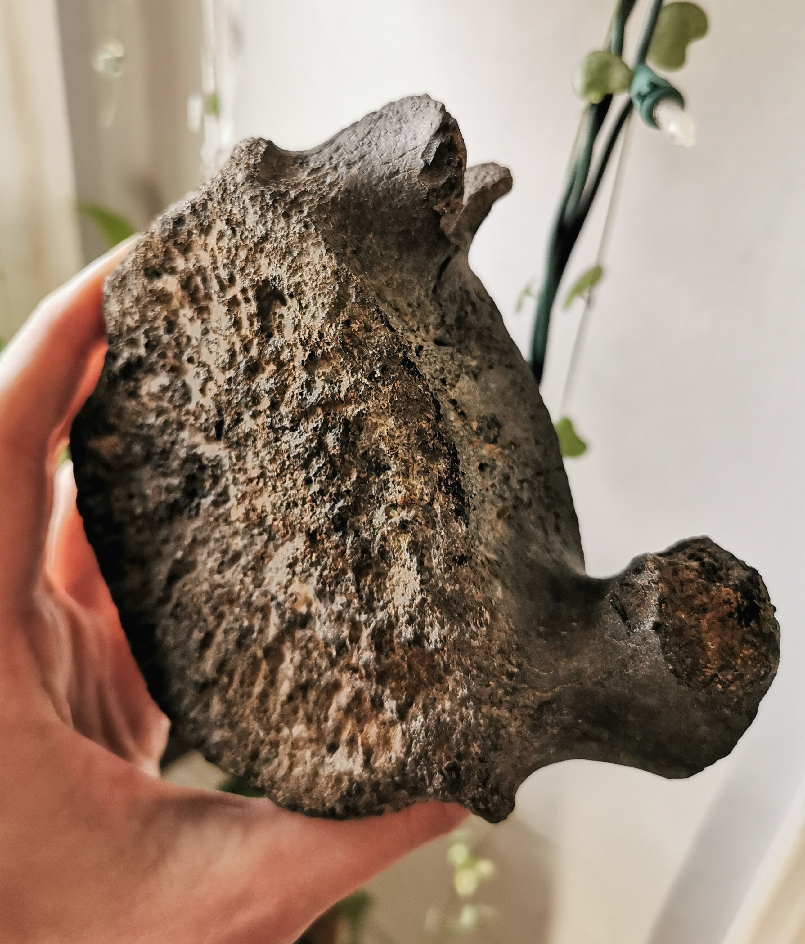 Fossils