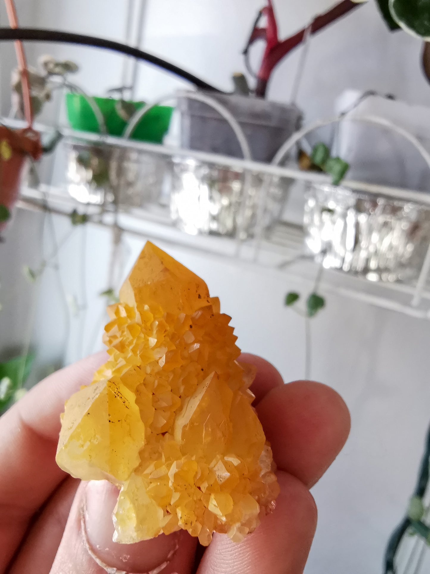 Cactus Quartz with Goethite #1