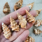 Gastropod