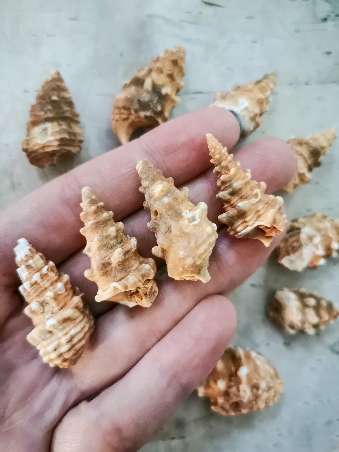 Gastropod