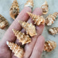 Gastropod
