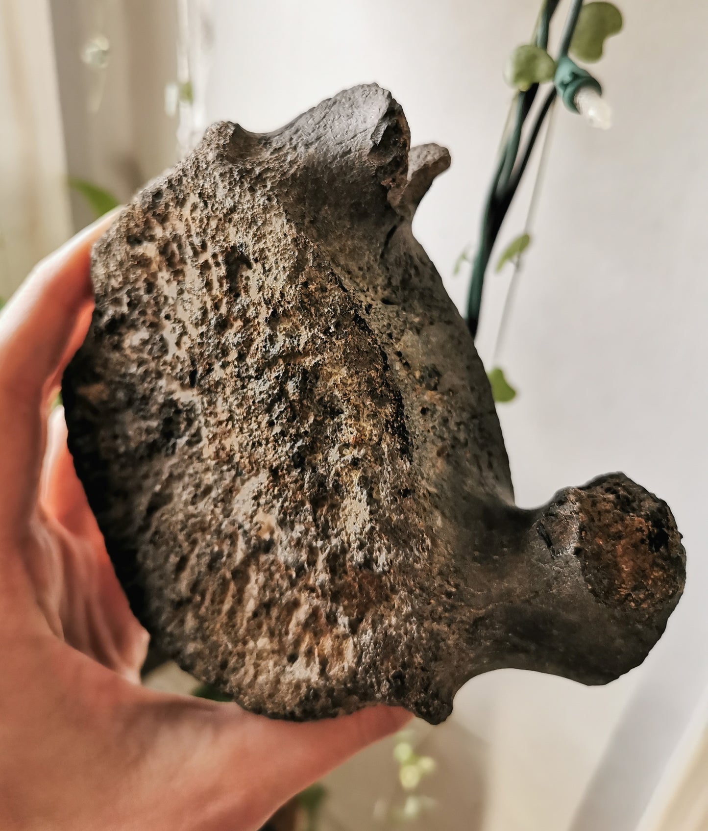 Whale Vertebrae #1